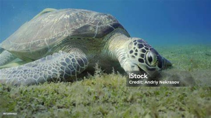 Green Sea Turtle grazing on seagrass beds on Red Sea