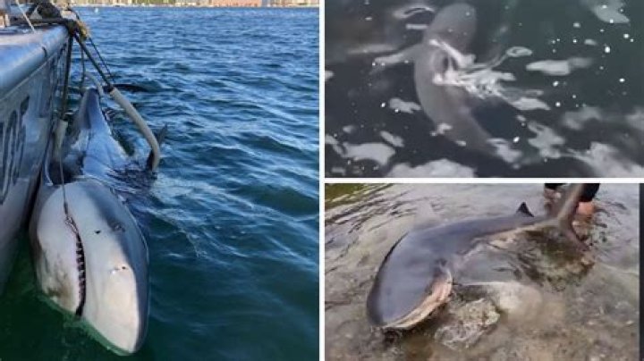 More sharks in Sydney Harbour and beaches over summer