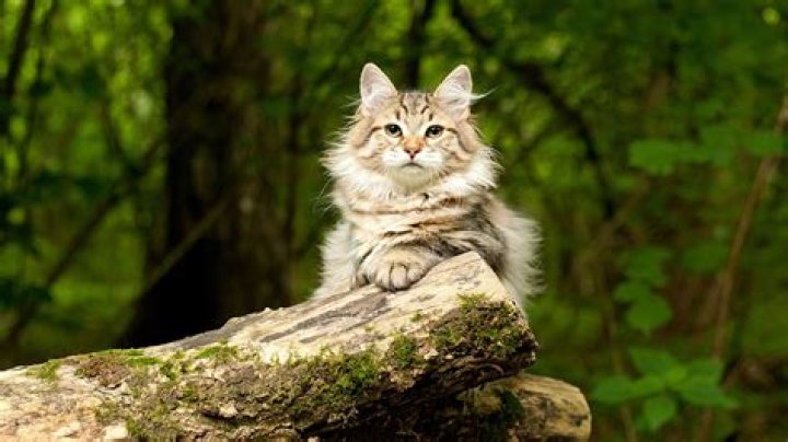 The top 10 Instagrammed cat breeds